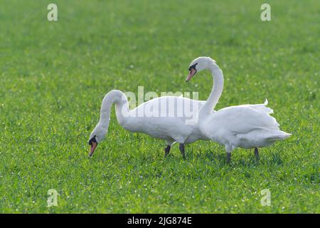 Stumme Schwäne (Cygnus olor) in einem Getreidefeld im Frühjahr, Hessen, Deutschland, Europa Stockfoto