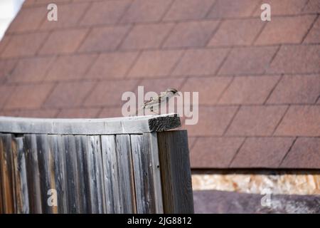 Ein entzückender Spatz aus der Alten Welt, der auf einem alten Holzzaun mit einem verwacklungsigen Dach im Hintergrund thront Stockfoto