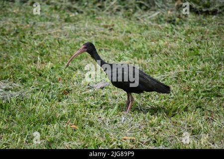 Nahaufnahme eines schwarzen Weißkopfes (Geronticus calvus) auf dem Gras Stockfoto