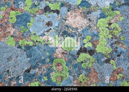 Italien, Trentino, Provinz Trient, Juribrutto, Lichen auf einem Felsen in der Nähe des kleinen Alpensees Stockfoto