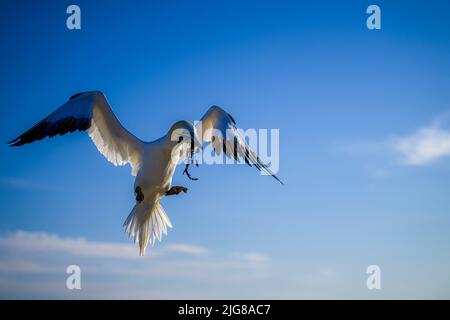 Gannet (Morus bassanus) Helgoland, Kreis Pinneberg, Schleswig-Holstein, Deutschland, Europa Stockfoto