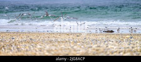 Sandwich-Terns, (Thalasseus sandvicensis) Dune, Helgoland, Pinneberg, Schleswig-Holstein, Deutschland, Europa Stockfoto