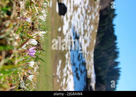 Frühling zieht ins Land, Krokuswiese auf dem Weg von Eckbauer nach Wamberg, blauer Himmel, Deutschland, Bayern, Oberbayern, Loisachtal, Garmisch-Partenkirchen, Stockfoto