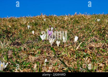 Frühling zieht ins Land, Krokuswiese auf dem Weg von Eckbauer nach Wamberg, blauer Himmel, Deutschland, Bayern, Oberbayern, Loisachtal, Garmisch-Partenkirchen, Stockfoto