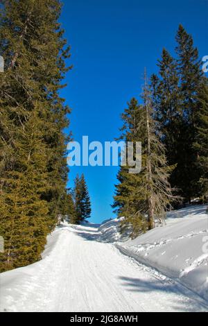 Rodelbahn hoher Sattel, Jägerhütte, Winterlandschaft, Natur, Ahrn, Leutasch, Scharnitz, Seefeld, Tirol, Österreich Stockfoto