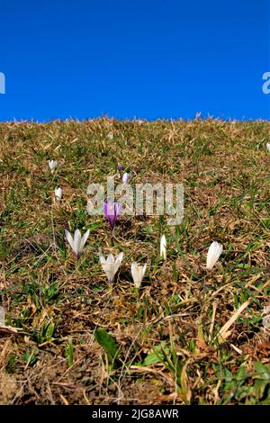 Frühling zieht ins Land, Krokuswiese auf dem Weg von Eckbauer nach Wamberg, blauer Himmel, Deutschland, Bayern, Oberbayern, Loisachtal, Garmisch-Partenkirchen, Stockfoto