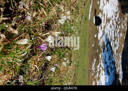 Frühling zieht ins Land, Krokuswiese auf dem Weg von Eckbauer nach Wamberg, blauer Himmel, Deutschland, Bayern, Oberbayern, Loisachtal, Garmisch-Partenkirchen, Stockfoto