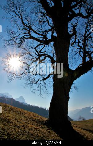 Der Frühling zieht auf dem Weg vom Eckbauer zum Wamberg ins Land, im Hintergrund der Kramer über Garmisch-Partenkirchen, Deutschland, Bayern, Oberbayern, Loisachtal Stockfoto