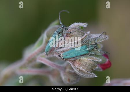 longhorn-Käfer (Opsilia coerulescens) auf der Blüte einer Zigeunerblume (Cynoglossum officinale). Stockfoto