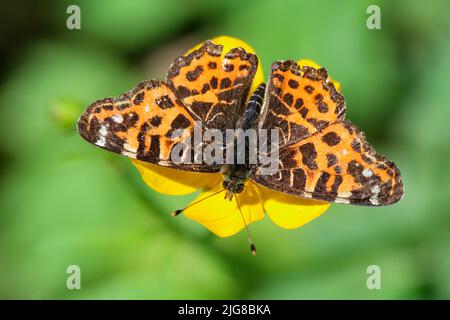 Sommerform des Kartenschmetterlings (Araschnia levana) auf schleichenden Butterblumen Stockfoto