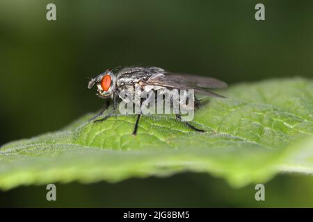 Gemeine Fruchtfliege (Sarcophaga carnaria) auf einem Blatt Stockfoto