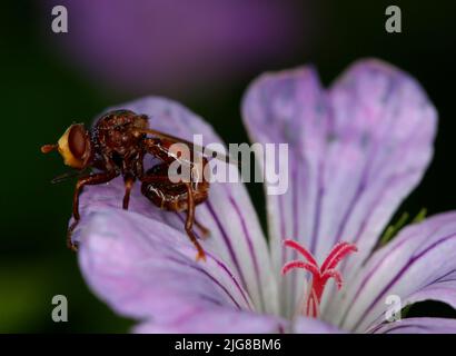 Dickkopf-Fliege (Sicus ferrugineus) auf der Blüte des geknoteten Cranesbills (Geranium nodosum) Stockfoto