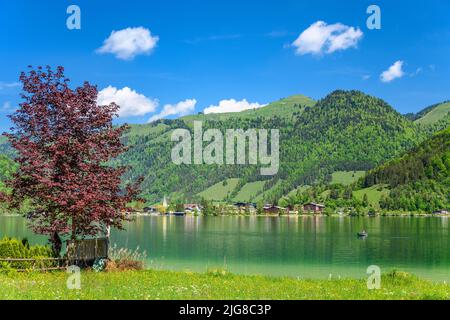 Österreich, Tirol, Kaiserwinkel, Walchsee, Frühlingswiese und Dorfblick Stockfoto