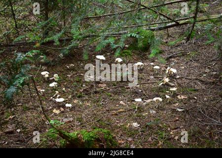 Eine Aufnahme eines Märchenrings, Pilzzirkel in einem Wald Stockfoto