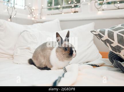 Kleine Flusenkugel. Aufnahme eines entzückenden kleinen Kaninchens, das zu Hause auf einem Bett sitzt. Stockfoto