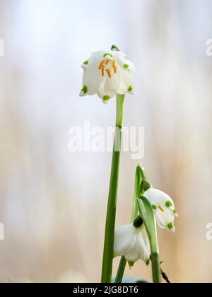 Marzenbecher, Frühlings-Ringelblume, Leucojum vernum Stockfoto