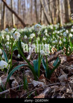 Marzenbecher, Frühlings-Ringelblume, Leucojum vernum Stockfoto