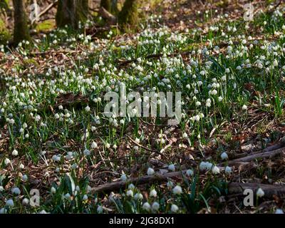 Marzenbecher, Frühlings-Ringelblume, Leucojum vernum Stockfoto