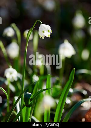 Marzenbecher, Frühlings-Ringelblume, Leucojum vernum Stockfoto