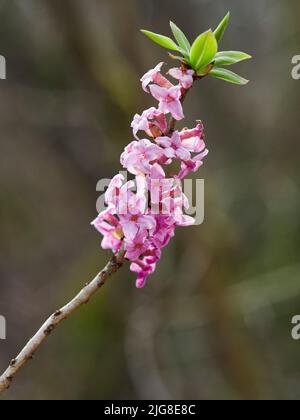 Gemeine daphne, Daphne mezereum, daphne Stockfoto