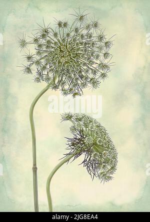 Kreatives Foto von Kuhpapageien (Anthriscus sylvestris) mit Texturen Stockfoto