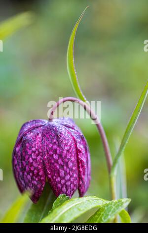 Schachblume, Fritillaria meleagris im Garten Stockfoto