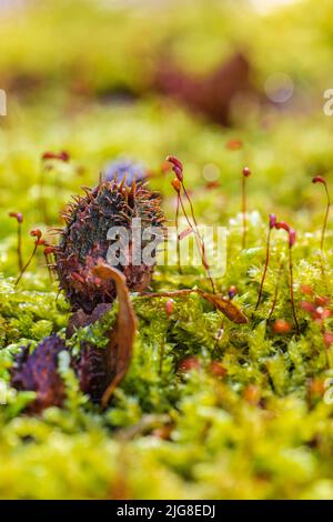 Buchsenschale, Herbstblatt, Frauenhaarmoos, Nahaufnahme, Waldstillleben Stockfoto