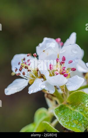 Apfelblüte im Frühling, Blütenstand, Nahaufnahme Stockfoto