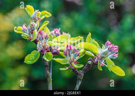 Apfelblüte im Frühling, Blütenstand, Nahaufnahme Stockfoto