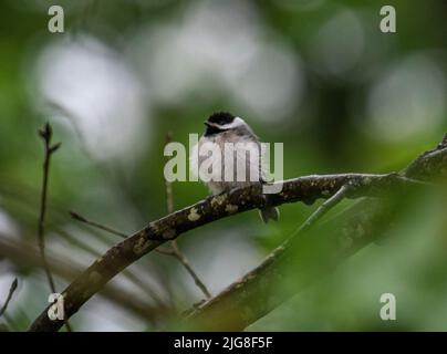 Eine Nahaufnahme eines Carolina Chickadee-Jugendlichen, der auf einem grünen Zweig eines Baumes thront Stockfoto