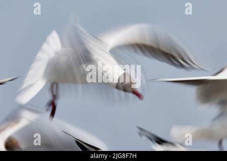 Schwarzkopfmöwe, Larus ridibundus, in Bewegung Stockfoto