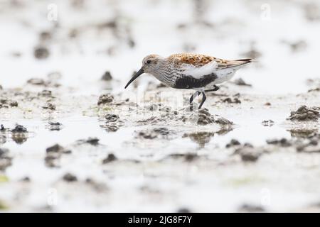 Dunlin, Calidris alpina, wunderschönes Kleid, Wattenmeer Stockfoto