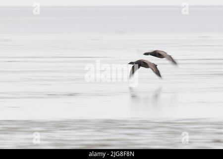 Europa, Deutschland, Schleswig-Holstein, Wattenmeer, Brent-Gänse, Branta bernicla, im Flug Stockfoto