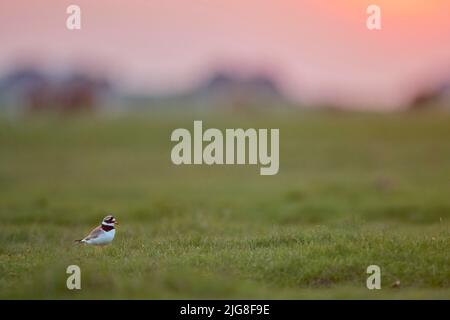 Europa, Deutschland, Schleswig-Holstein, Hallig Hooge, Ringelpfeifer, Charadrius hiaticula Stockfoto