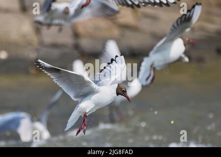 Europa, Deutschland, Schleswig-Holstein, Hallig Hooge, Schwarzkopfmöwe, Larus ridibundus, mehrere Stockfoto