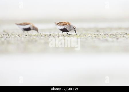 Dunlin, Calidris alpina, wunderschönes Kleid, Wattenmeer Stockfoto