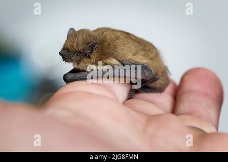 Fledermaus, Mückenfledermaus, Pipistrellus pygmaeus, in der Hand Stockfoto