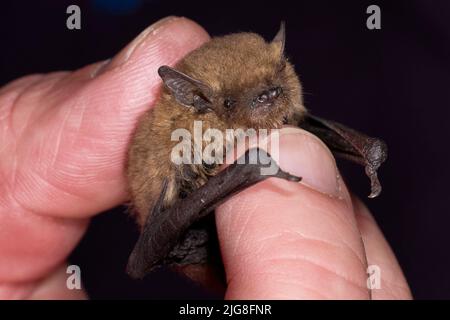 Sopranpipistrelle Fledermaus, Pipistrellus pygmaeus, in der Hand Stockfoto