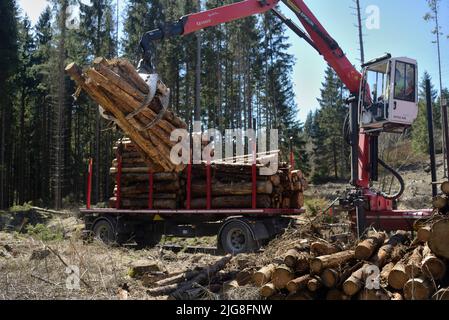 Entfernung von gefälltem Holz (Rindenkäfer-Befall) Stockfoto