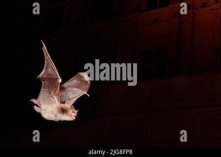 Daubentons Fledermaus, Myotis daubentonii Stockfoto