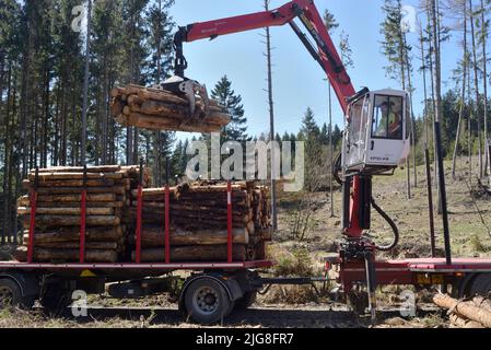 Entfernung von gefälltem Holz (Rindenkäfer-Befall) Stockfoto