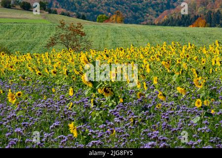 Sonnenblumenfeld auf der Schwäbischen Alb, in der Nähe des Wanderparkplatzes Digelfeld. Stockfoto