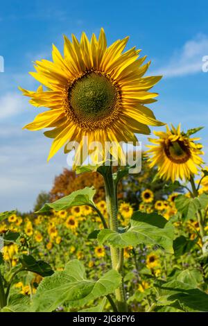 Sonnenblumenfeld auf der Schwäbischen Alb, in der Nähe des Wanderparkplatzes Digelfeld. Stockfoto