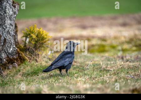 Die Aaskrähe oder Rabenkrähe ist eine Vogelart aus der Familie der Corviden. Stockfoto