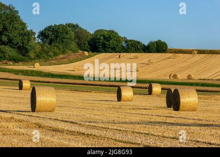 Runde Strohballen auf einem Stoppelfeld nach der Getreideernte. Stockfoto