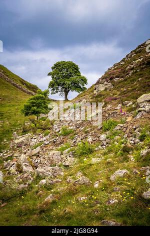 Wildblumen und Farne wachsen im Geröll von Highshield Crag bei Sycamore Gap an der Hadrian’s Wall, Northumberland, England Stockfoto