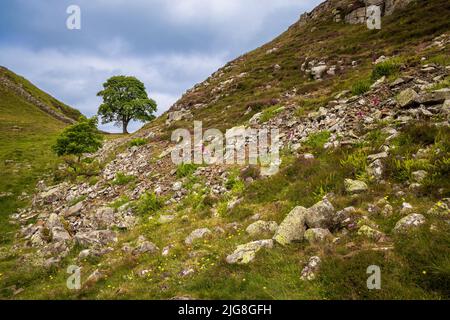 Wildblumen und Farne wachsen im Geröll von Highshield Crag bei Sycamore Gap an der Hadrian’s Wall, Northumberland, England Stockfoto