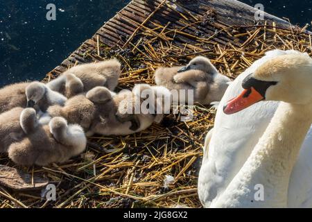 Wien, erwachsener Stubenschwan (Cygnus olor) mit Küken auf schwimmendem Nest im Jahr 22. Bezirk Donaustadt, Wien, Österreich Stockfoto