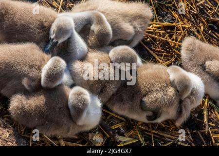 Wien, Küken des stummen Schwans (Cygnus olor) im Nest 22. Bezirk Donaustadt, Wien, Österreich Stockfoto