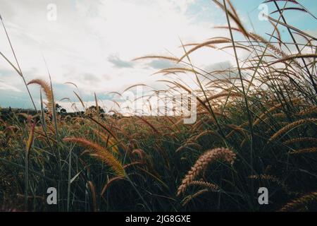 Niedrige Ansicht von Setaria- oder Fuchsenschwanzgräsern, die im Breeze wiegen Stockfoto